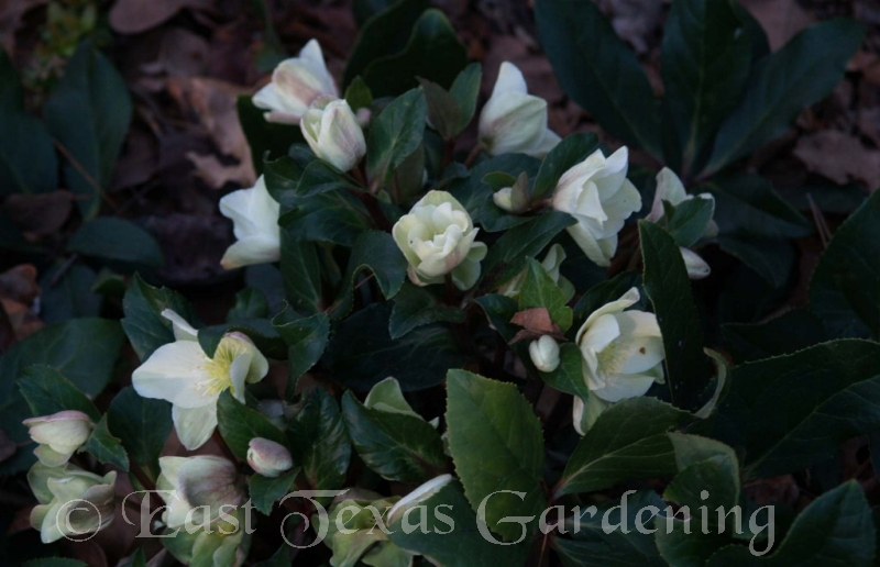 Helleborus Cinnamon Snow